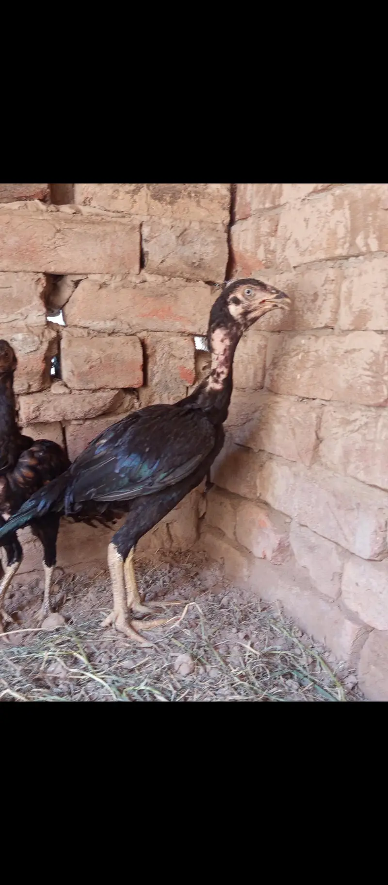 Aseel,golden misri and ayam cemani for sale 03289986860 — photo 7