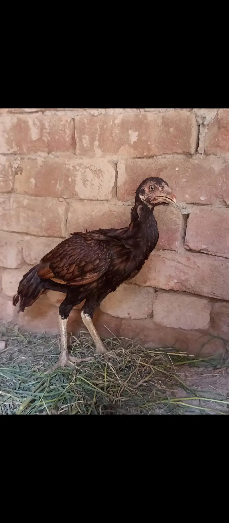 Aseel,golden misri and ayam cemani for sale 03289986860 — photo 8