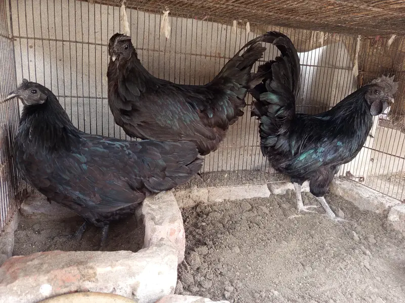 Aseel,golden misri and ayam cemani for sale 03289986860 — photo 9