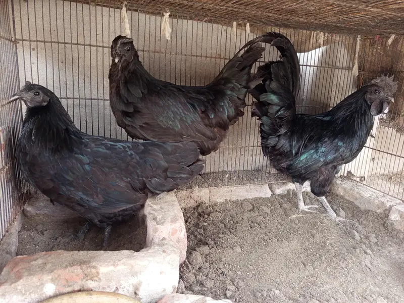 Aseel,golden misri and ayam cemani for sale 03289986860 — photo 10