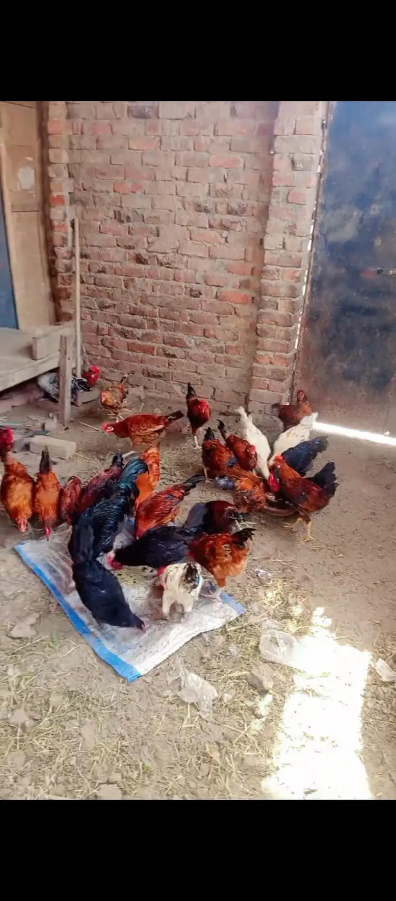 Aseel,golden misri and ayam cemani for sale 03289986860 — photo 11