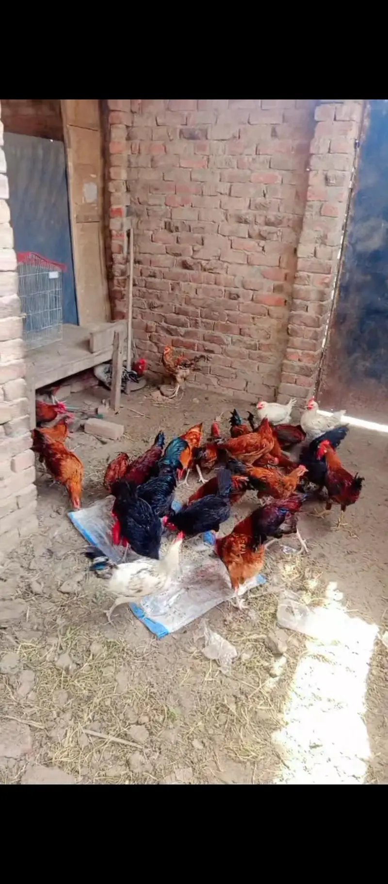 Aseel,golden misri and ayam cemani for sale 03289986860 — photo 12