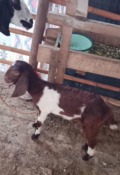 bakri