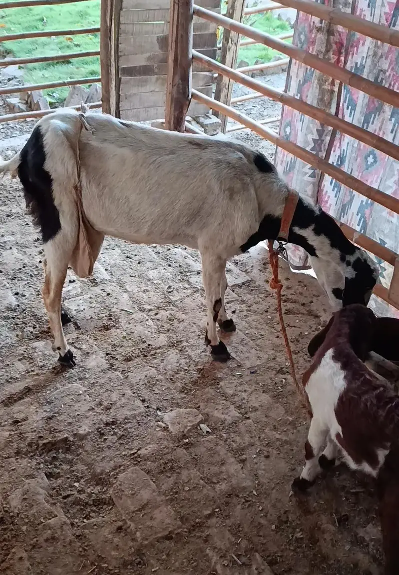 bakri — photo 2