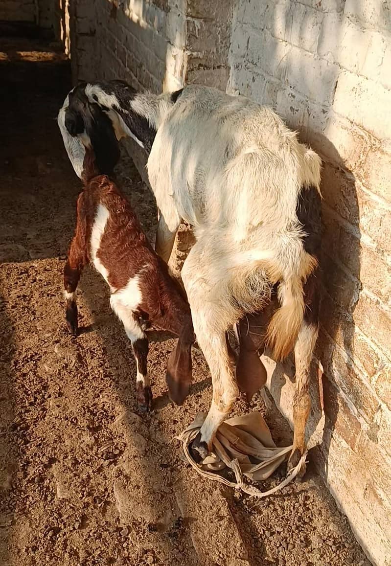 bakri 2