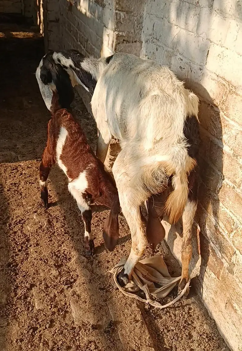 bakri — photo 3