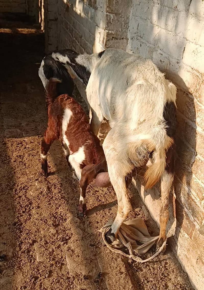 bakri 3