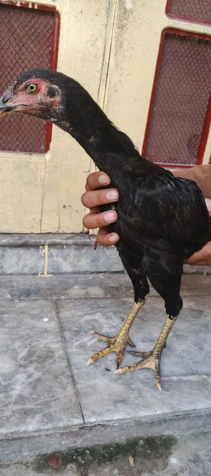 Aseel murgi + murga — photo 3