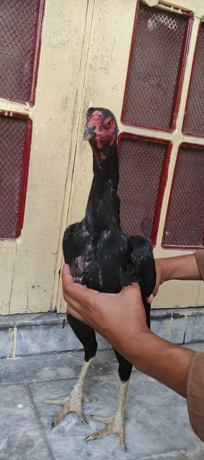 Aseel murgi + murga — photo 4
