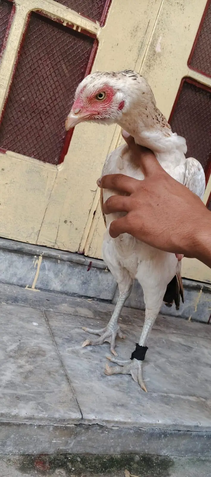 Aseel murgi + murga — photo 6