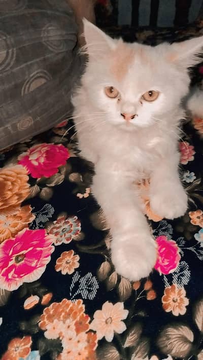 zaidi