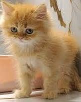 Persian cat