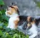 Persian cat — photo 2