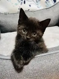 Persian cat — photo 3