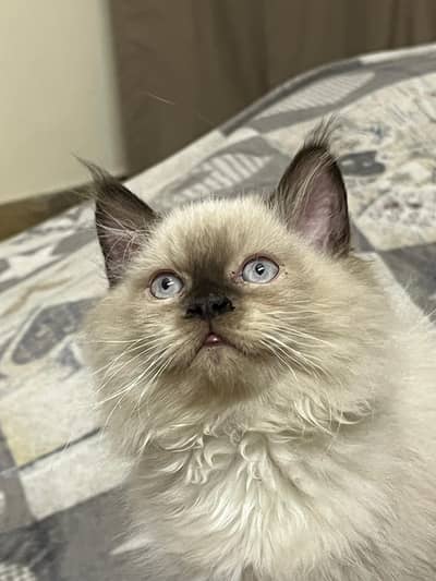 Himalayan | Persian | Cat | Kitten