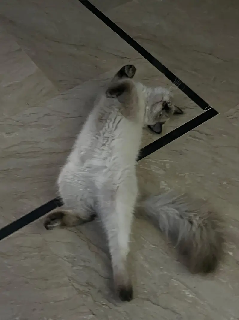 Himalayan | Persian | Cat | Kitten — photo 3