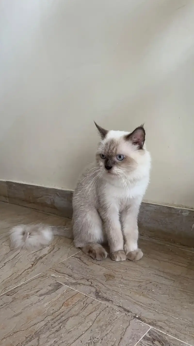 Himalayan | Persian | Cat | Kitten — photo 4