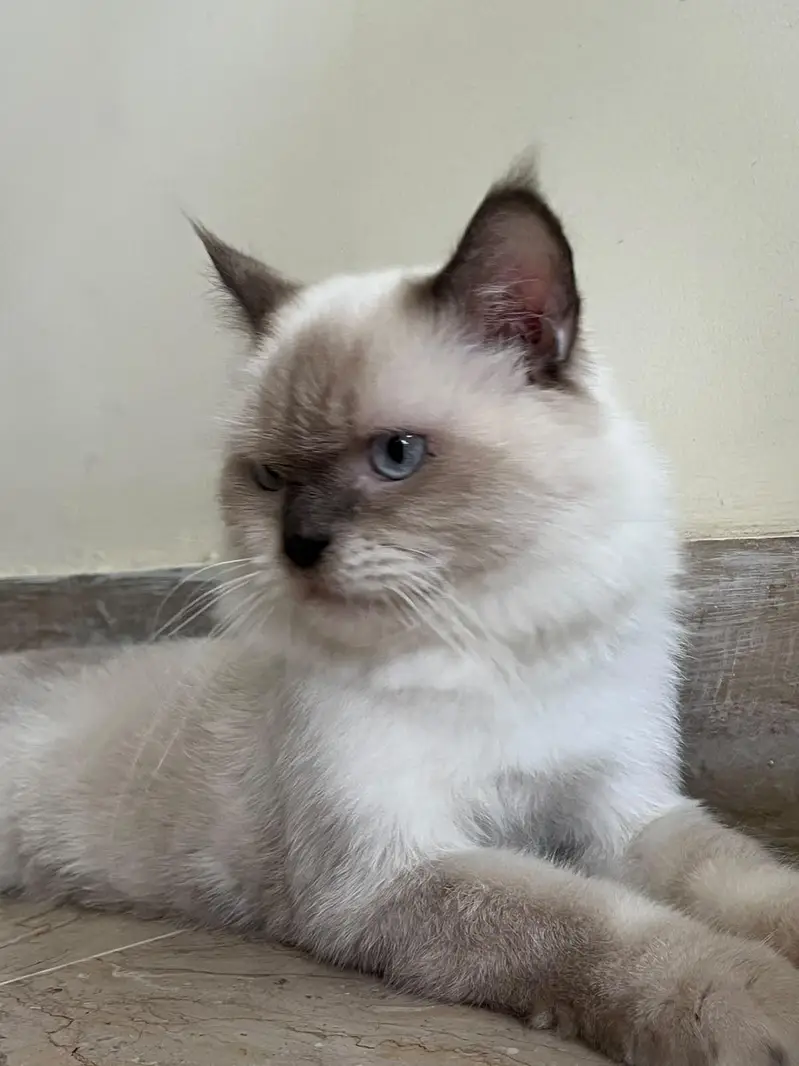 Himalayan | Persian | Cat | Kitten — photo 5
