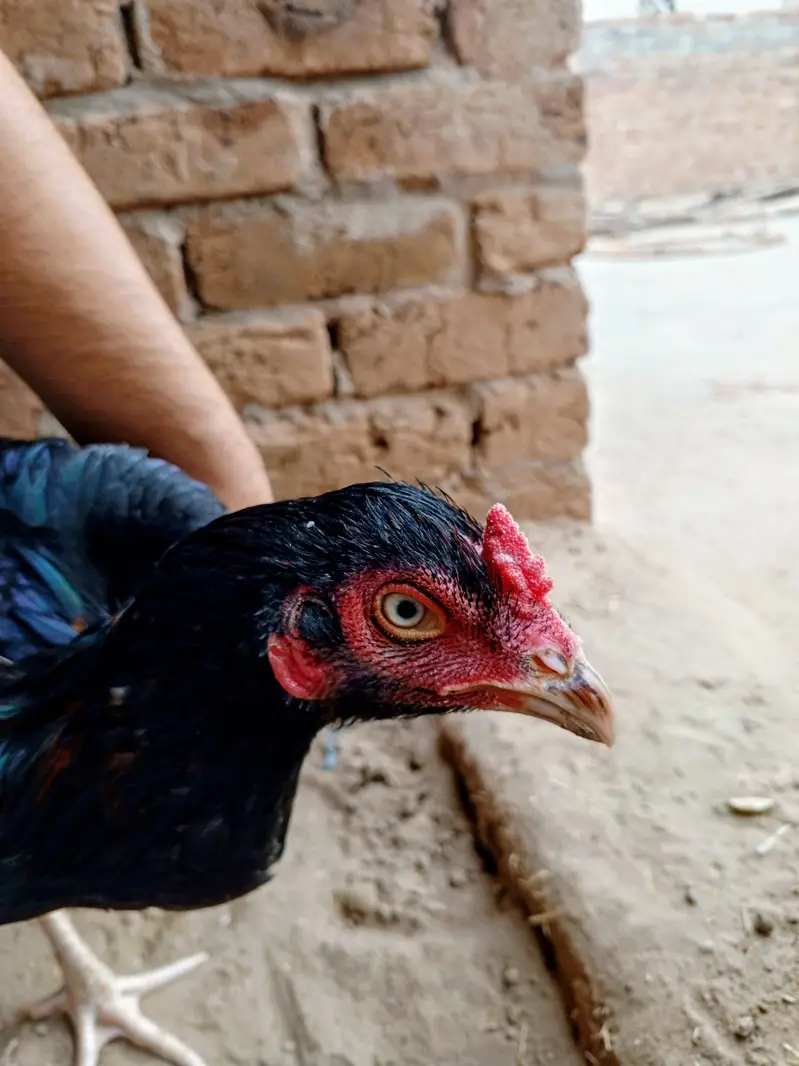pure Sindhi aseel — photo 3