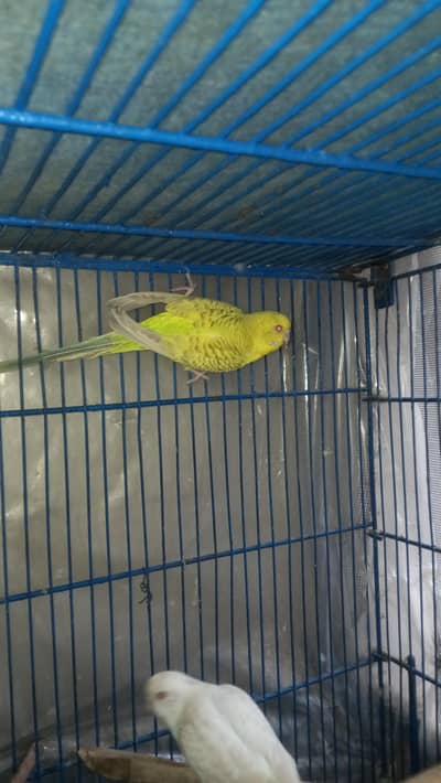 possiile split dunfellow yellow & white lacewing fellow breeder pair