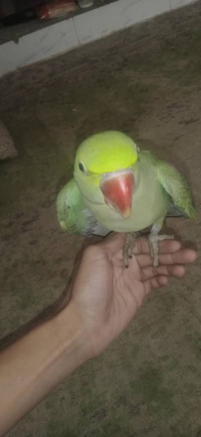 kashmiri raw parrot