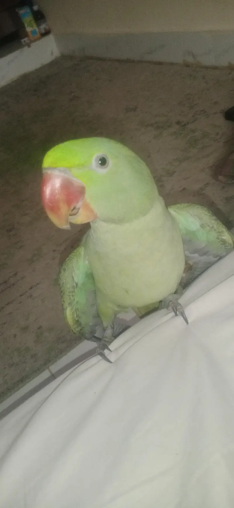 kashmiri raw parrot — photo 2