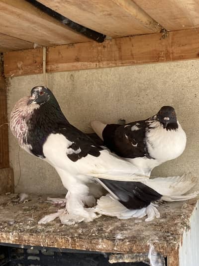 Magpie breeder pairs