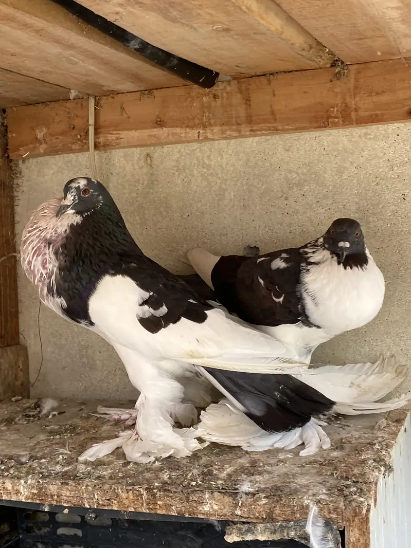 Magpie breeder pairs