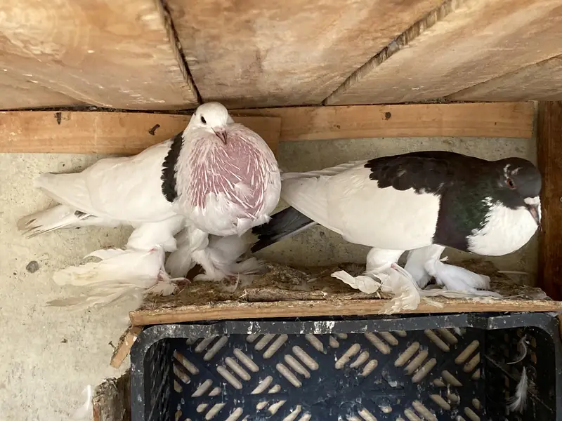 Magpie breeder pairs — photo 2