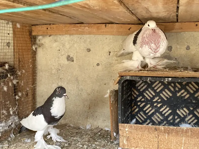 Magpie breeder pairs — photo 3