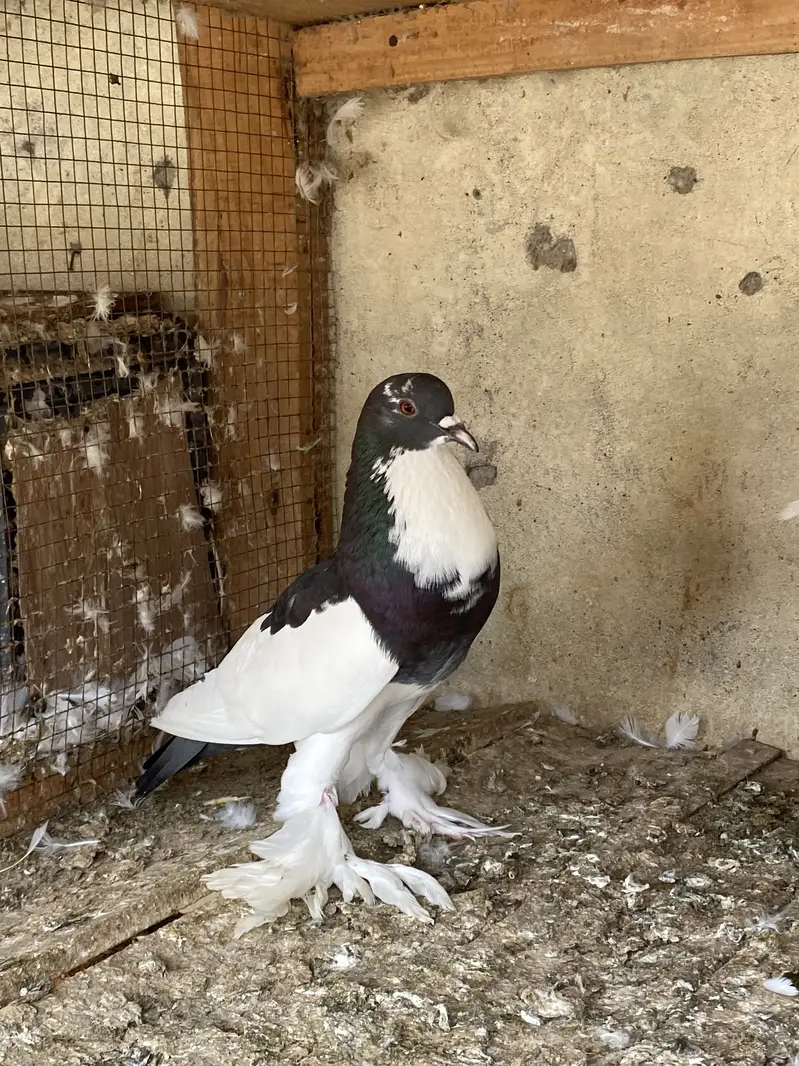 Magpie breeder pairs — photo 4