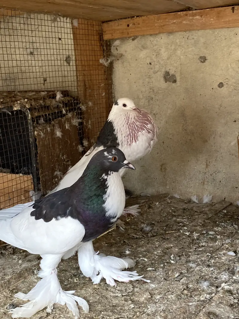Magpie breeder pairs — photo 5