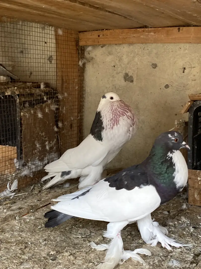 Magpie breeder pairs — photo 6