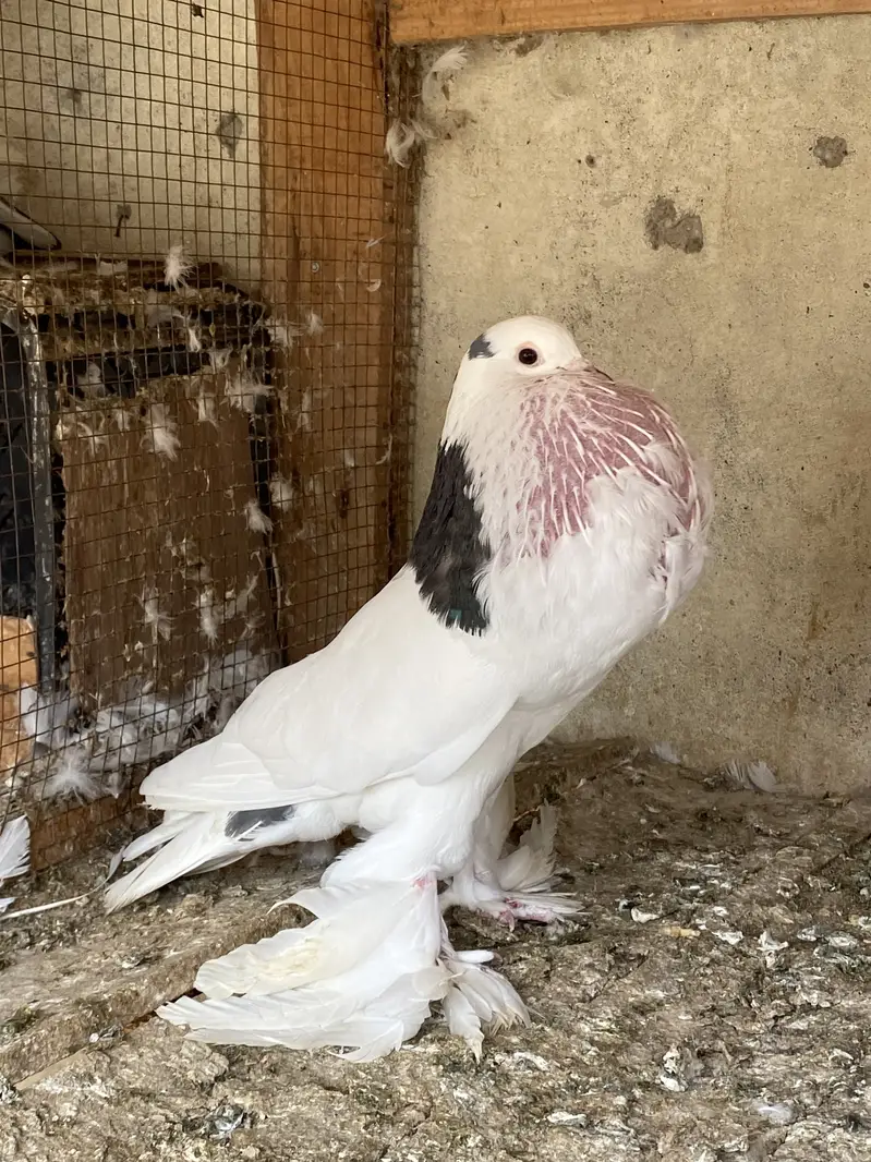 Magpie breeder pairs — photo 7
