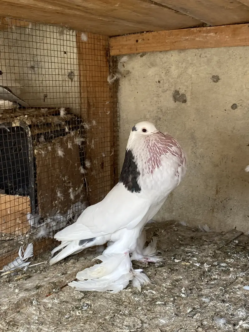 Magpie breeder pairs — photo 8