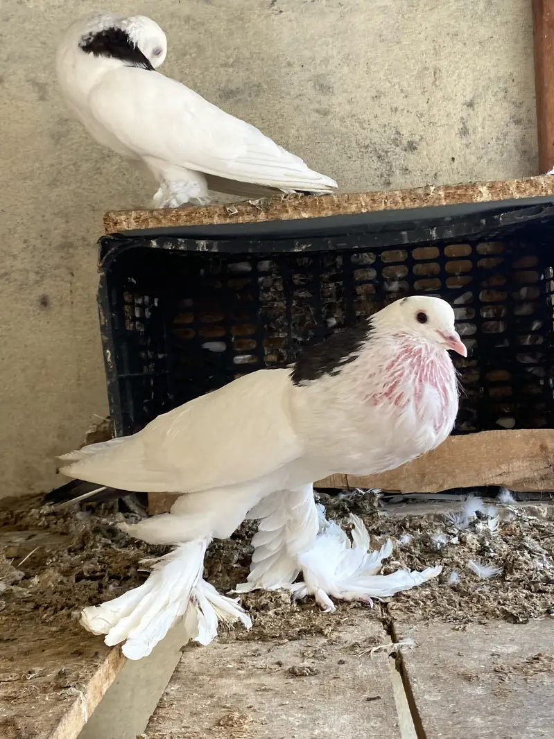 Magpie breeder pairs — photo 9