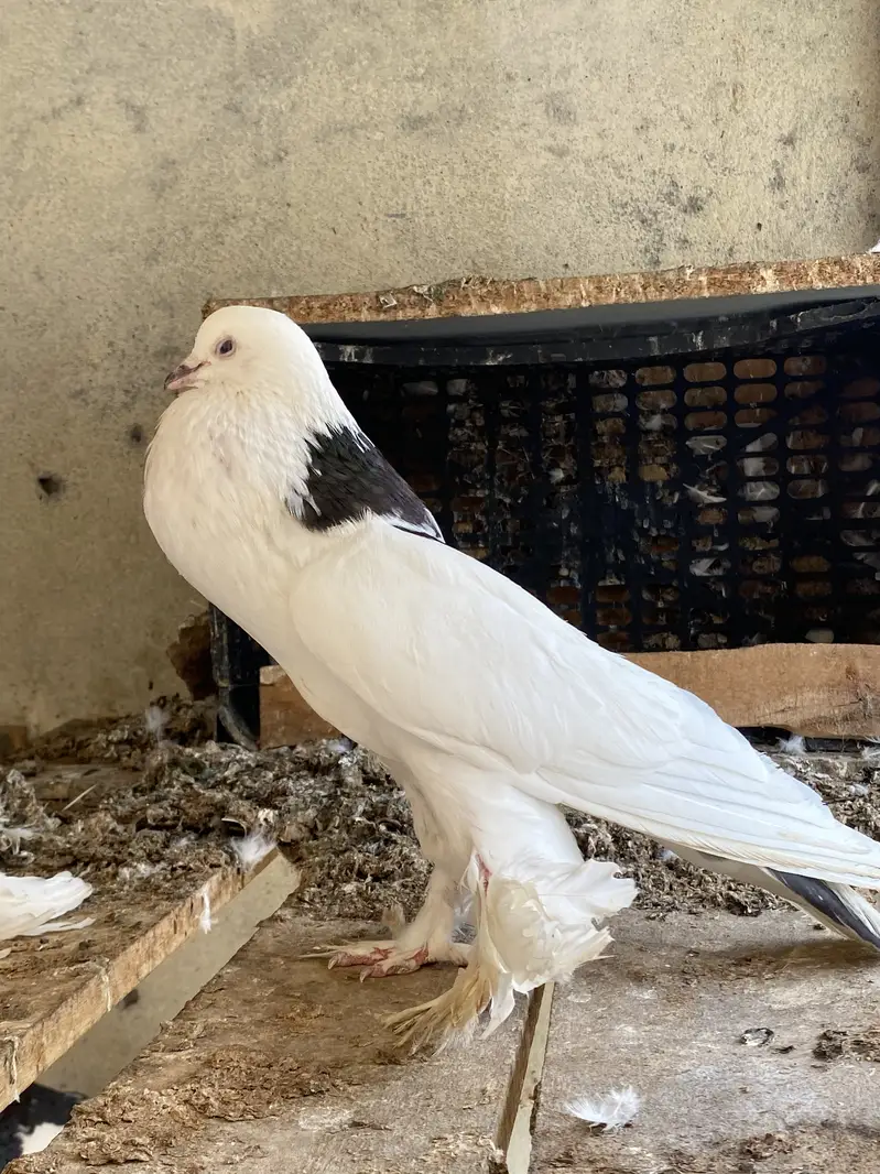 Magpie breeder pairs — photo 10