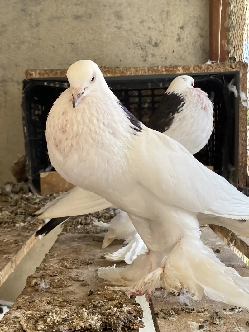 Magpie breeder pairs — photo 11