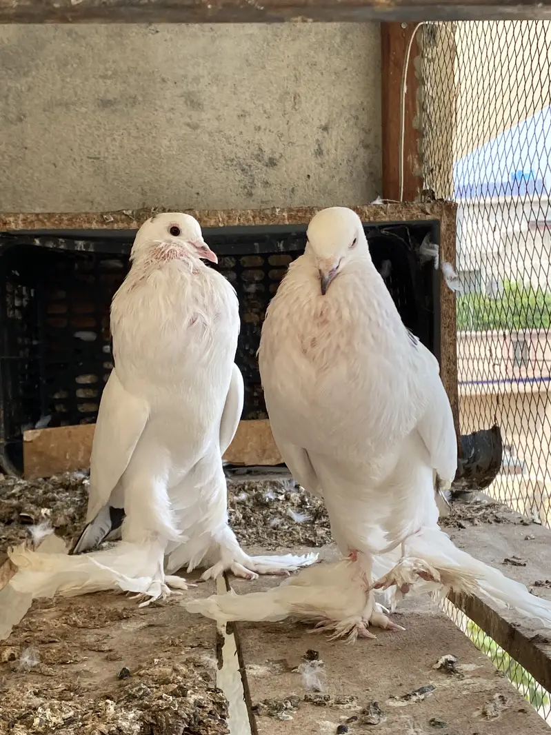 Magpie breeder pairs — photo 12