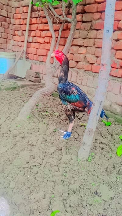 kumaliyaa aseel fore sale  with game