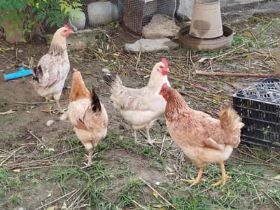 Eggs laying hens