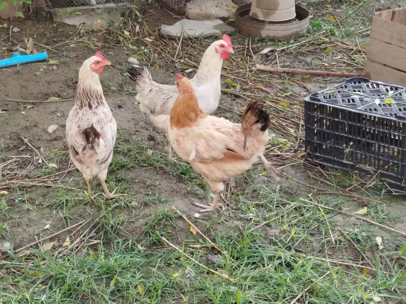 Eggs laying hens — photo 2