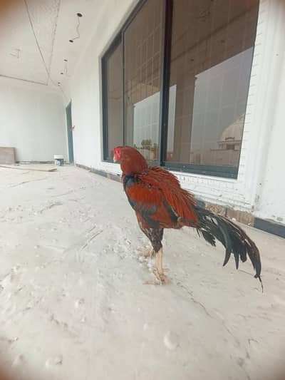 fiter murg