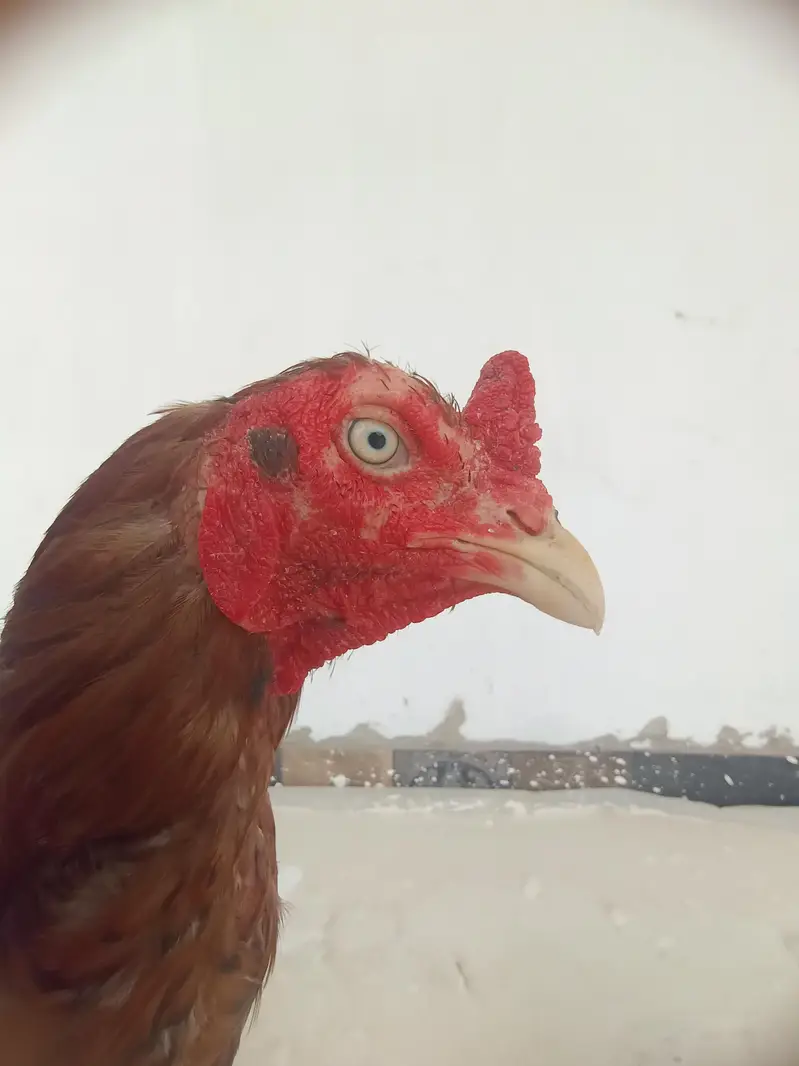 fiter murg — photo 2
