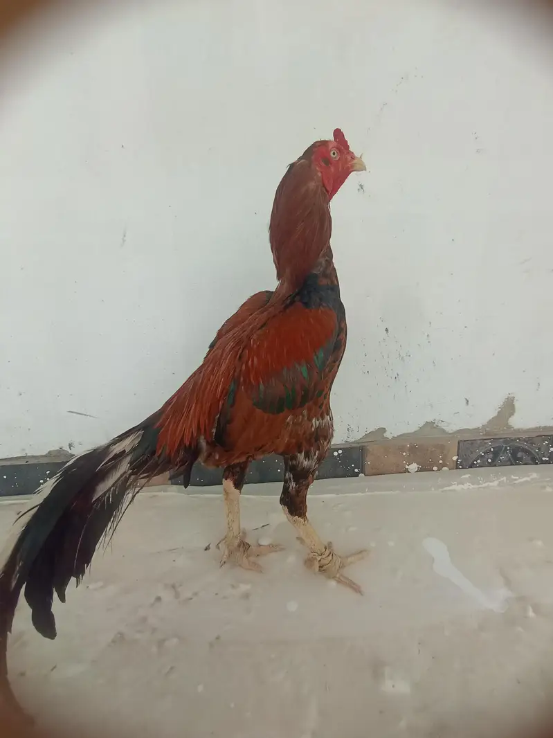 fiter murg — photo 4