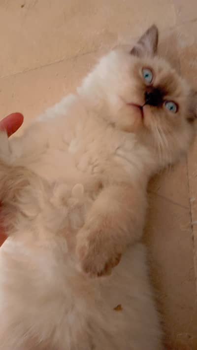 Himalayan persian Cat urgent selling due to shifting reasons