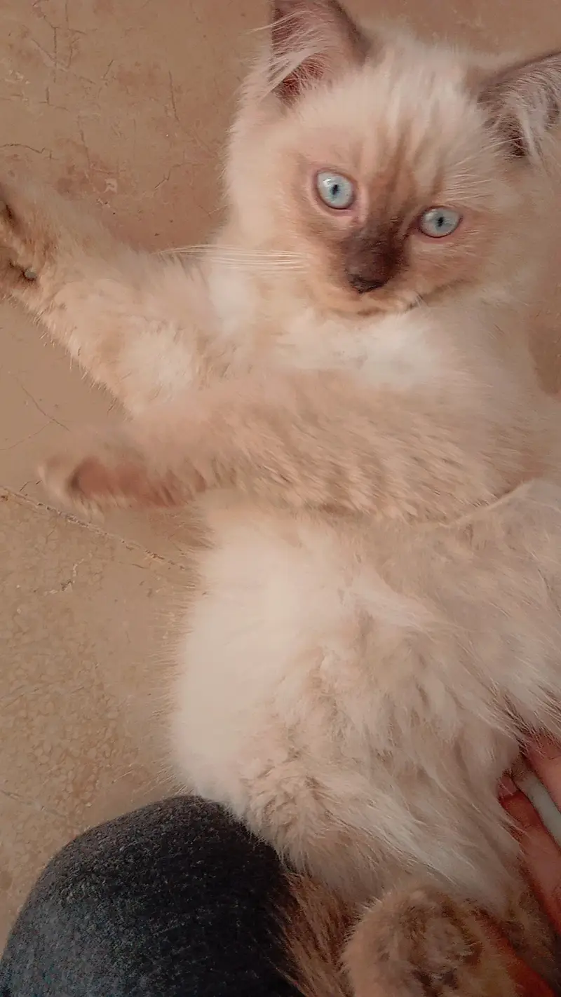Himalayan persian Cat urgent selling due to shifting reasons — photo 2