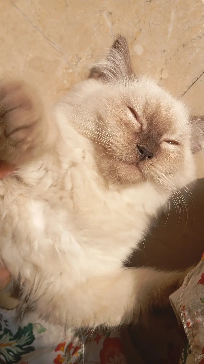 Himalayan persian Cat urgent selling due to shifting reasons — photo 3