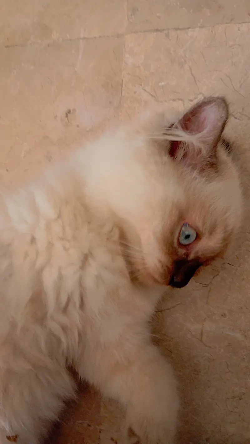 Himalayan persian Cat urgent selling due to shifting reasons — photo 4