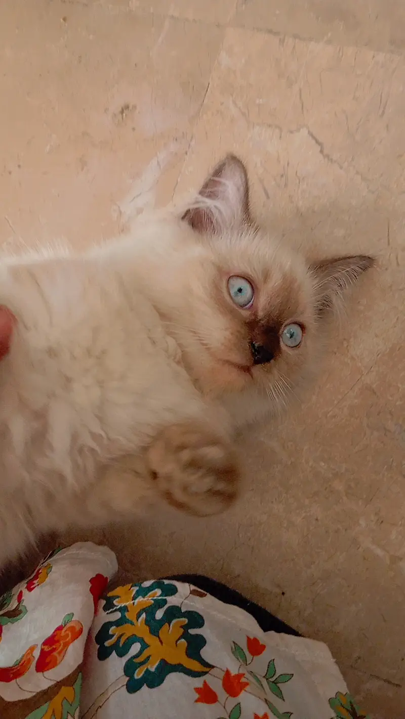 Himalayan persian Cat urgent selling due to shifting reasons — photo 5